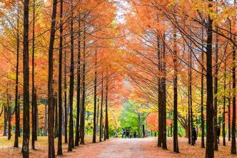 nami island que hacer isla guia localizacion winter sonata