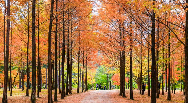 nami island que hacer isla guia localizacion winter sonata